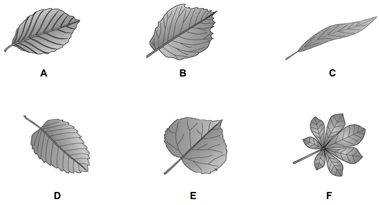 Sechs skizzierte Blätter in Graustufen, jeweils mit Beschriftung A bis F.